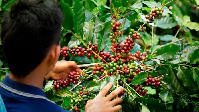 Precios-del-cafe-seguiran-estables