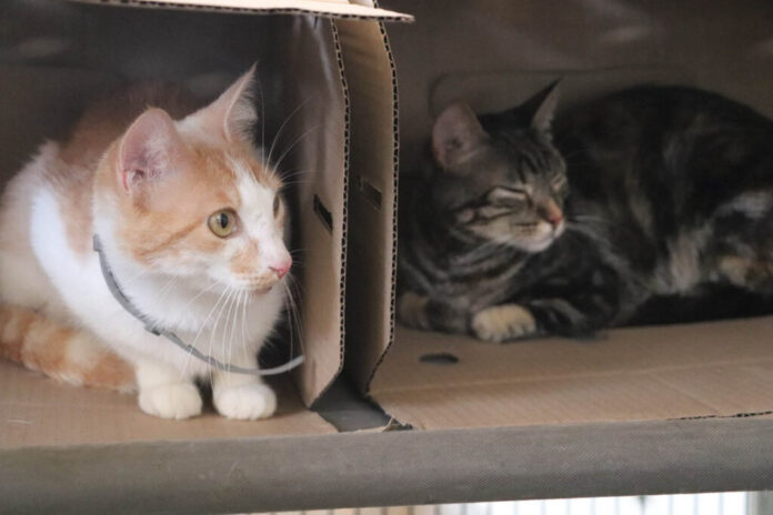 Jornada-de-adopción-de-gatos.