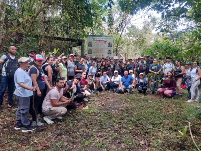 Siembra-de-palma-de-cera-en-Quindio.